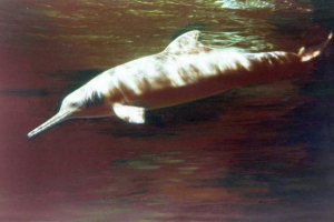 V argentini je zabeležila masovno smrt delfinov